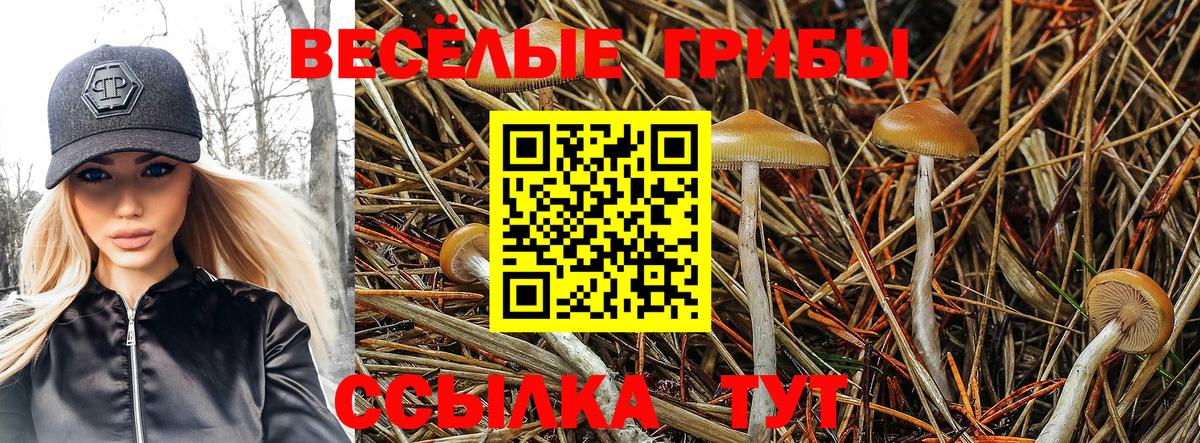 Псилоцибиновые грибы MAGIC MUSHROOMS Коряжма